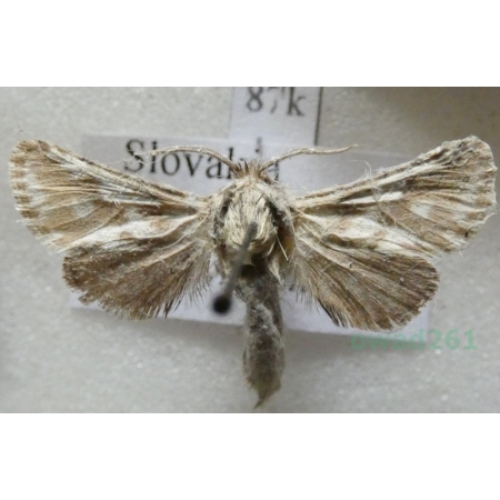 Dyspessa ulula (Borkhausen, 1790) Slovakia87k